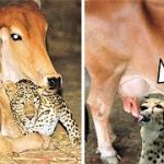 गाय और leopard की दोस्ती