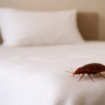 बेडबग्स को अपने घर से बाहर रखने के दस सिद्ध तरीके