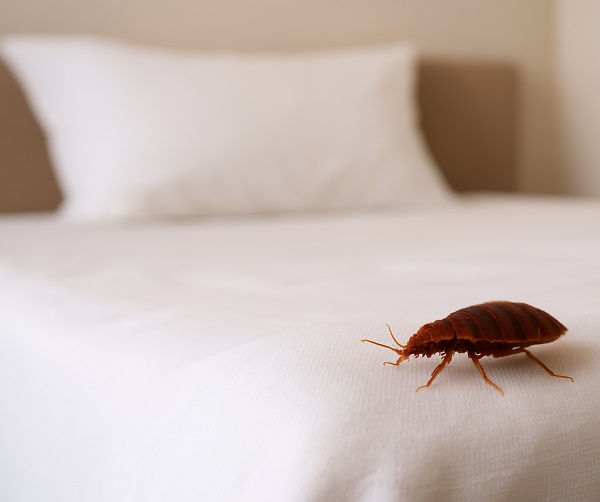 बेडबग्स को अपने घर से बाहर रखने के दस सिद्ध तरीके