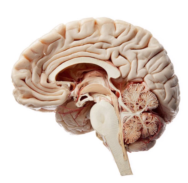10 आकर्षक तथ्य जो आप मस्तिष्क के बारे में नहीं जानते थे