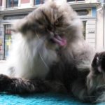 अपनी बिल्ली की स्वच्छता और भलाई की देखभाल के लिए 10 स्मार्ट तरीके