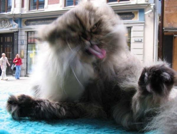 अपनी बिल्ली की स्वच्छता और भलाई की देखभाल के लिए 10 स्मार्ट तरीके