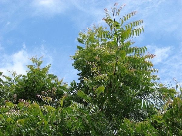 Azadirachta indica Neemtropical