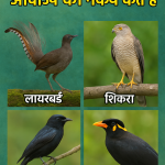 ऐसे पक्षी जो इंसानी आवाज़ की नकल करते हैं