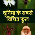 विचित्र फूल
