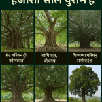 भारत के वो पेड़ जो हजारों साल पुराने हैं