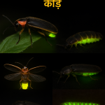 दुनिया के सबसे चमकीले कीड़े