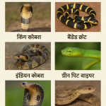 भारत के सबसे खतरनाक लेकिन खूबसूरत सांप