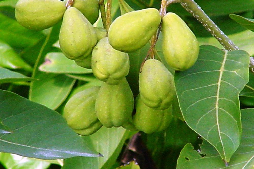 Terminalia chebula Haritaki Pictures