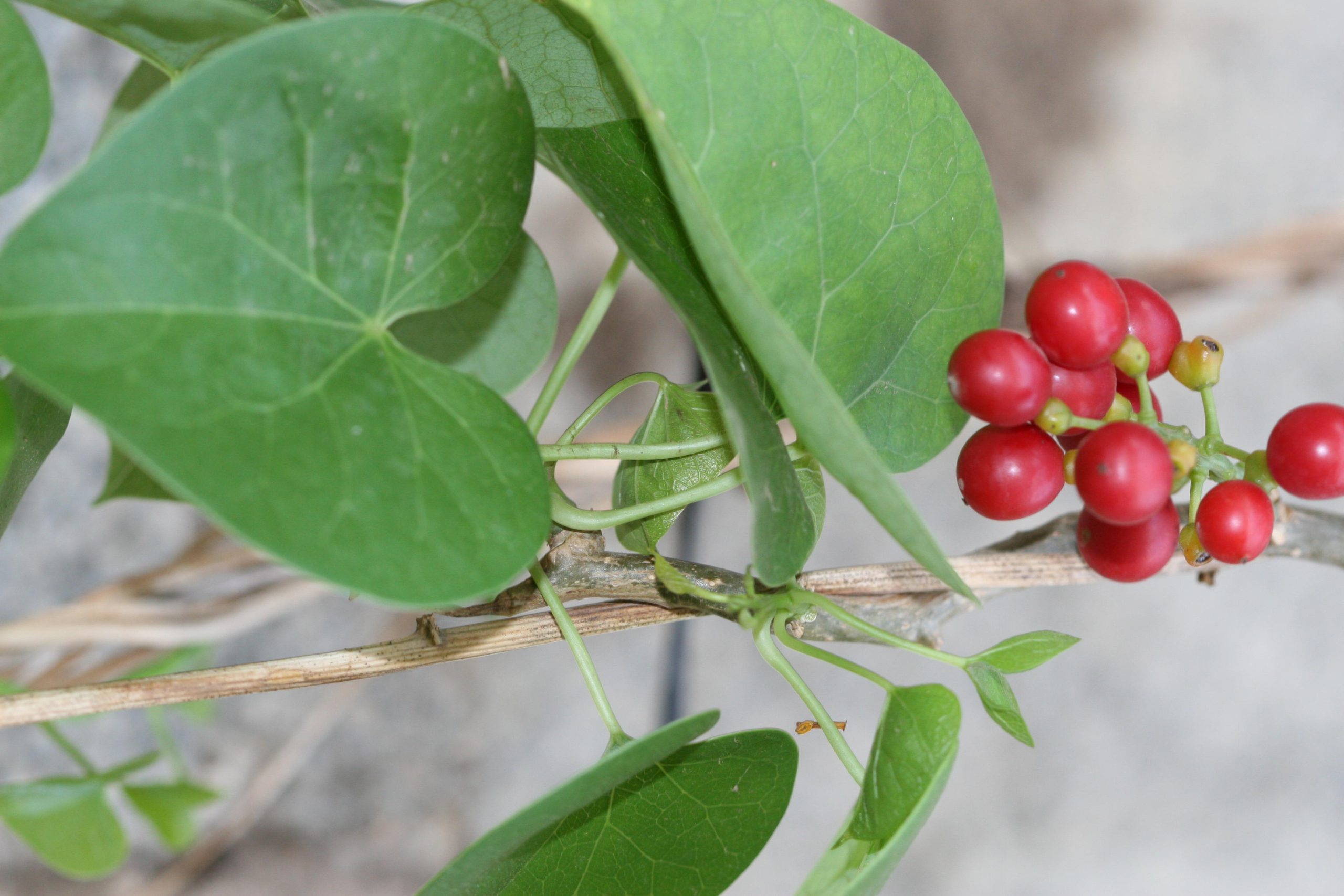 Tinospora cordifolia scaled