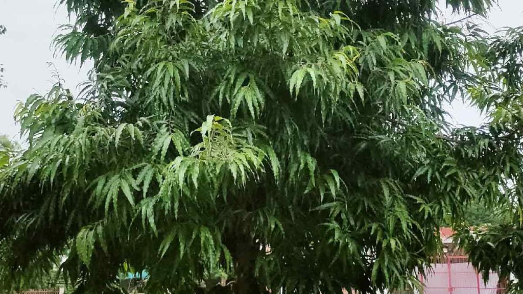 benefits of ashoka tree for women health