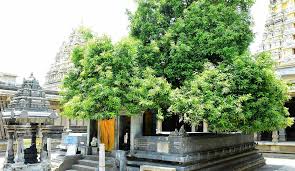 download 68