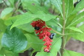 images 17
