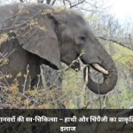 जानवरों की स्व-चिकित्सा – हाथी और चिंपैंजी का प्राकृतिक इलाज