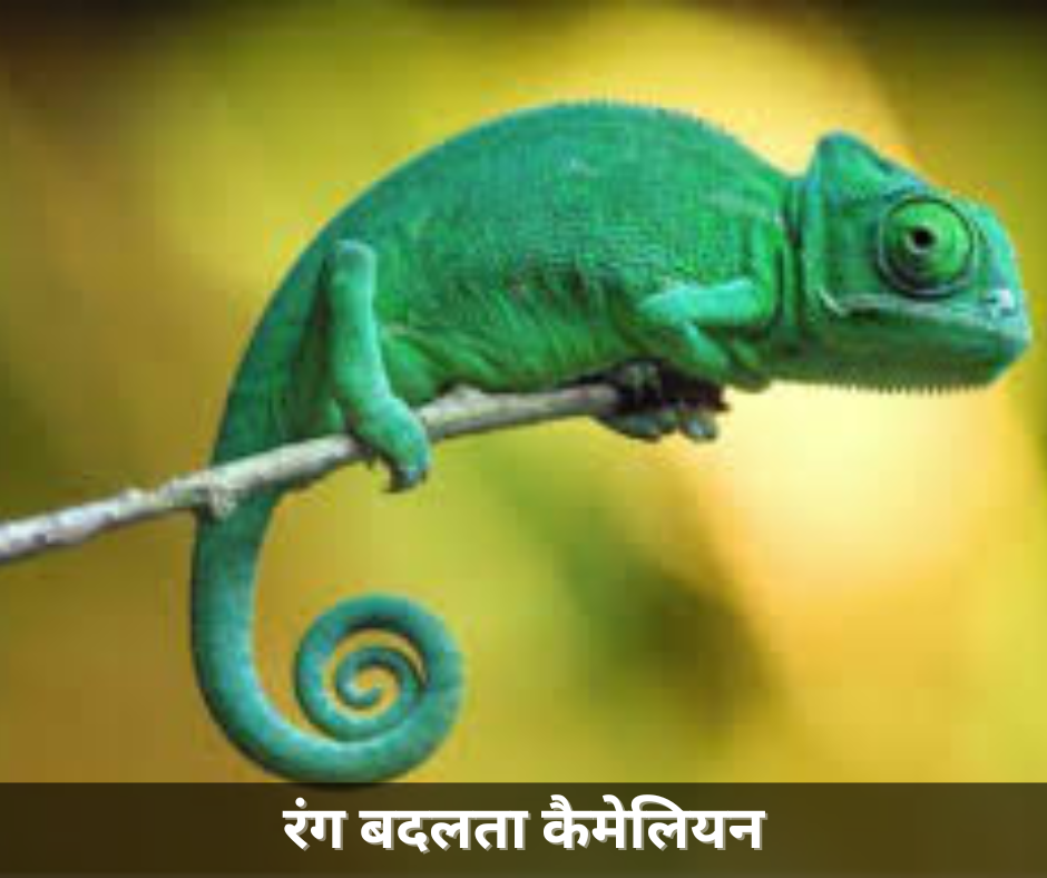 कैमेलियन प्राकृतिक रंगों के साथ अपने आप को वातावरण में ढालता है