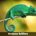 कैमेलियन अपने परिवेश में छुपा हुआ