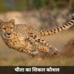 शिकार के लिए घात लगाता चीता