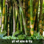 हरे भरे बांस के पेड़